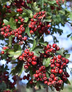 Common Hawthorn type 12