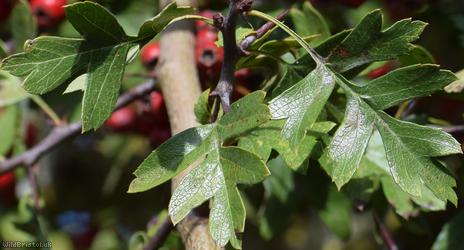 Common Hawthorn type 12
