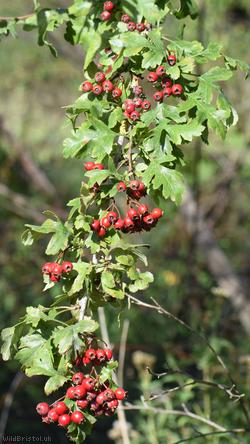 Common Hawthorn type 12