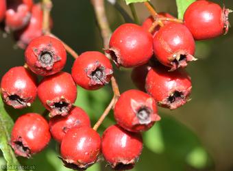Common Hawthorn type 12
