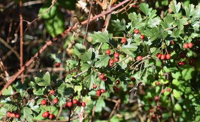image for Common Hawthorn type 13