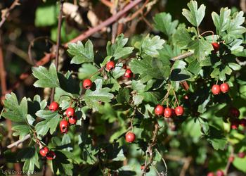 Common Hawthorn type 13
