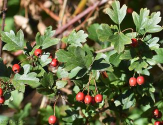 Common Hawthorn type 13