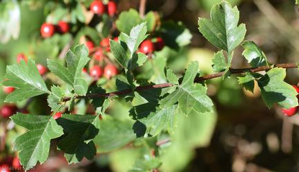 Common Hawthorn type 13