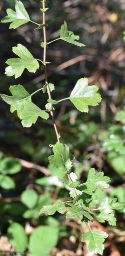 Common Hawthorn type 13