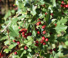 Common Hawthorn type 13