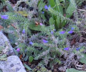 Viper's Bugloss
