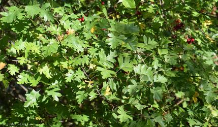 image for Common Hawthorn type 14