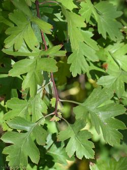 Common Hawthorn type 14