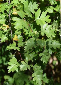 Common Hawthorn type 14