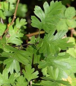 Common Hawthorn type 14