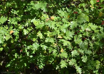 Common Hawthorn type 14