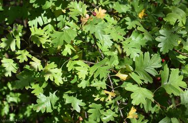 Common Hawthorn type 14