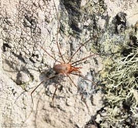 image for Phalangium opilio