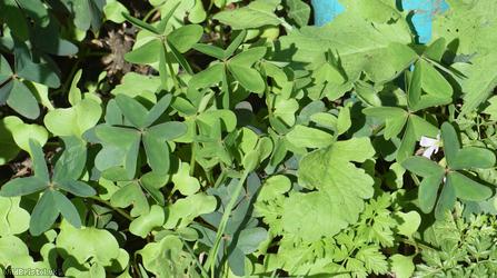 image for Garden Pink-sorrel