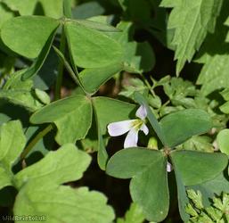 Garden Pink-sorrel