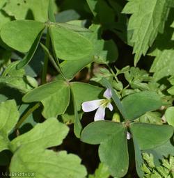 Garden Pink-sorrel