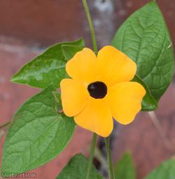 Black-eyed Susan Vine