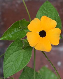 Black-eyed Susan Vine