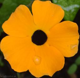 Black-eyed Susan Vine