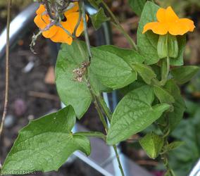 Black-eyed Susan Vine