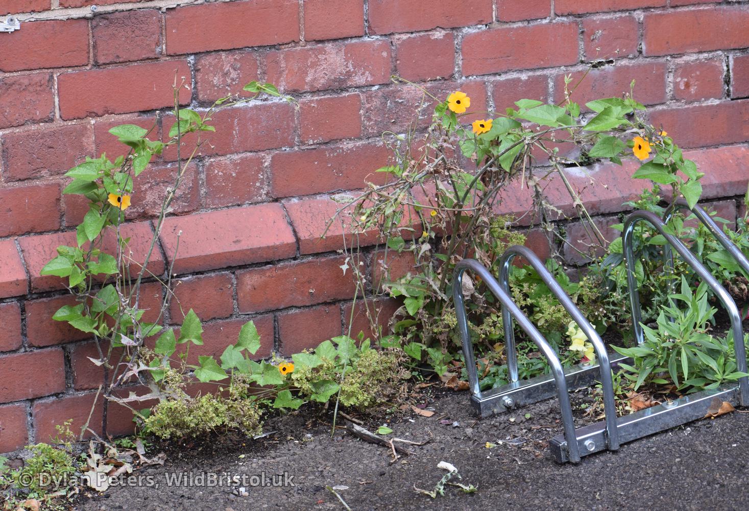 *Thunbergia alata* (Black-eyed Susan Vine)
