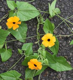 image for Black-eyed Susan Vine