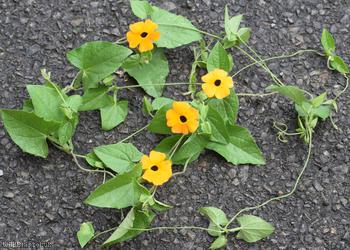 Black-eyed Susan Vine