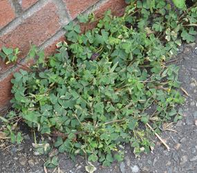 image for Sussex Yellow-sorrel