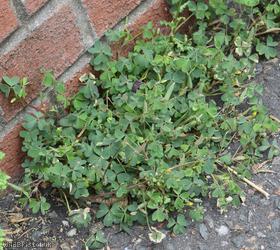 Sussex Yellow-sorrel