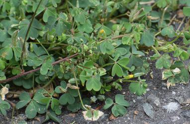 Sussex Yellow-sorrel