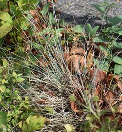 Glaucous Fescue