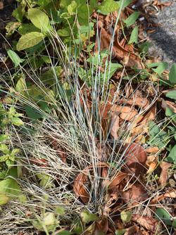 Glaucous Fescue