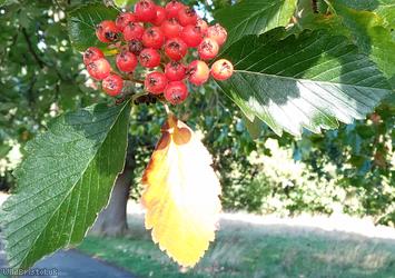 image for Mougeot's Whitebeam