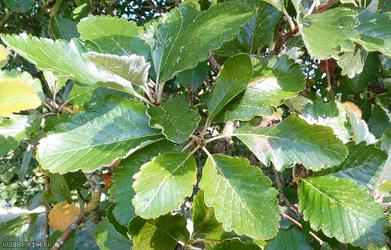 Mougeot's Whitebeam