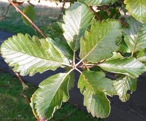 Mougeot's Whitebeam