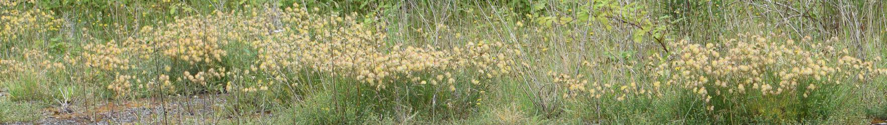 image for Kidney Vetch