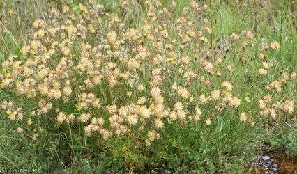 Kidney Vetch