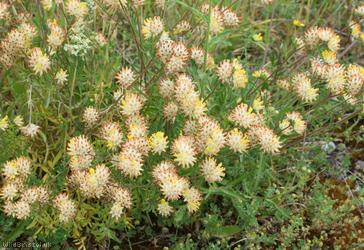 Kidney Vetch