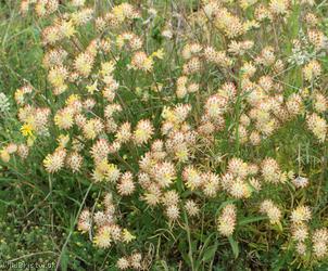 Kidney Vetch