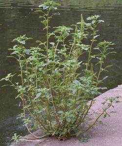 image for Powell's Amaranth