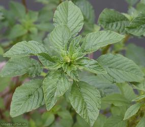 Powell's Amaranth