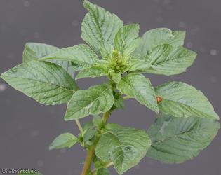Powell's Amaranth