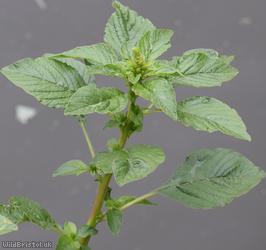 Powell's Amaranth