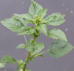 Powell's Amaranth