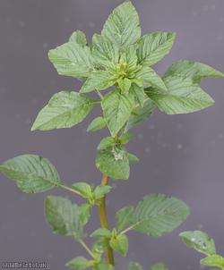 Powell's Amaranth
