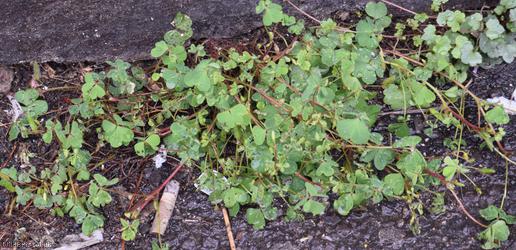 Sussex Yellow-sorrel