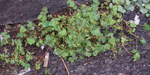 Sussex Yellow-sorrel