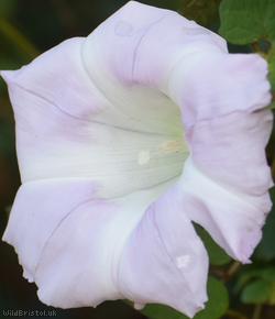 Hairy x Large Bindweed