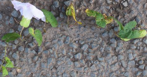Hairy x Large Bindweed